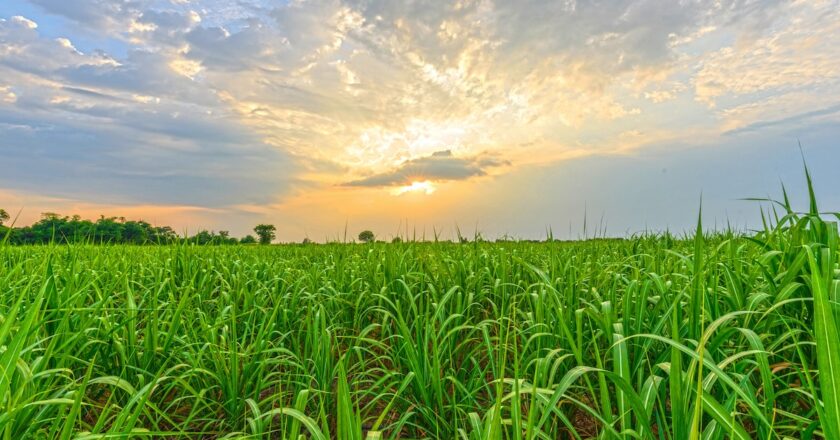 Rabobank announced support measures it will offer its North Queensland farming clients adversely impacted by Cyclone Jasper