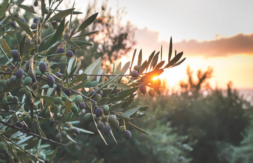 The International Olive Council is placed in a unique position as a forum for authoritative discussion on issues of relevant to the olive industry. Food & Beverage Industry News spoke with them to learn more.