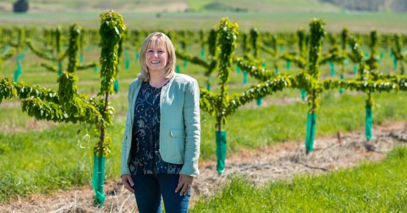 New Zealand cherry producer Southern Fruits International expects to send up to 340 tonnes of luxury cherries to the market this summer.