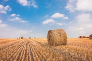 Sustainable packaging company, COPAR, is nearing completion on its development of Australia’s first wheat straw packaging facility.